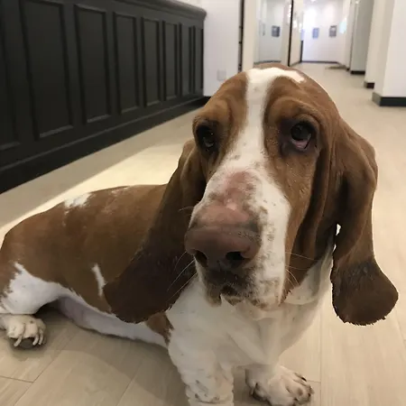 Hotell Belfry & By Ligne St Barth