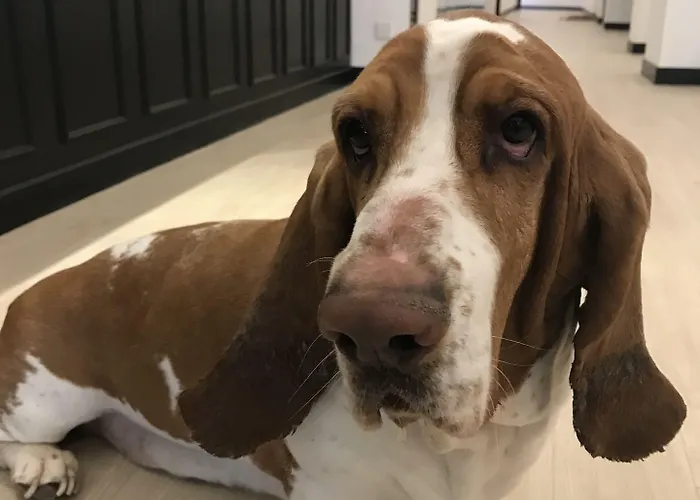 Отель Belfry & By Ligne St Barth